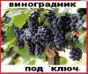 Посадим виноградник со своим посадочным материалом