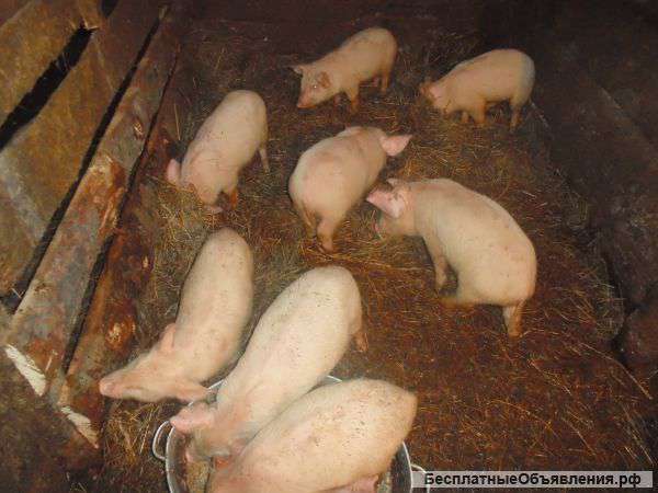 Поросята 1,5 месяца