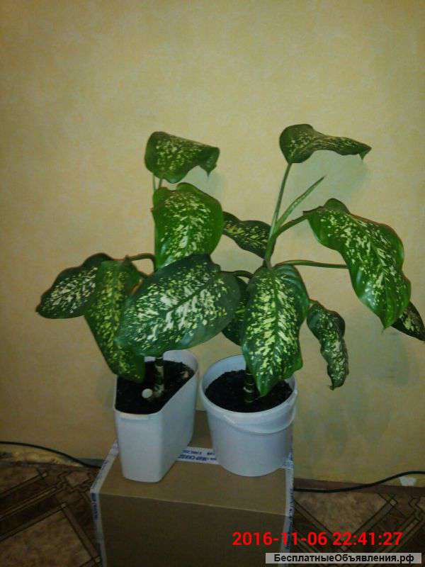 Дифенбахию