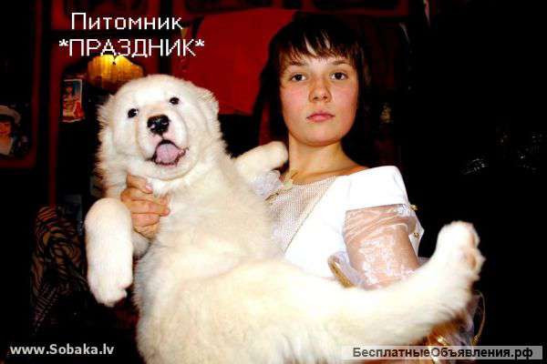 Щенки Алабай медвежьего огромного типа .Есть белые
