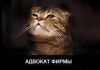 Адвокат