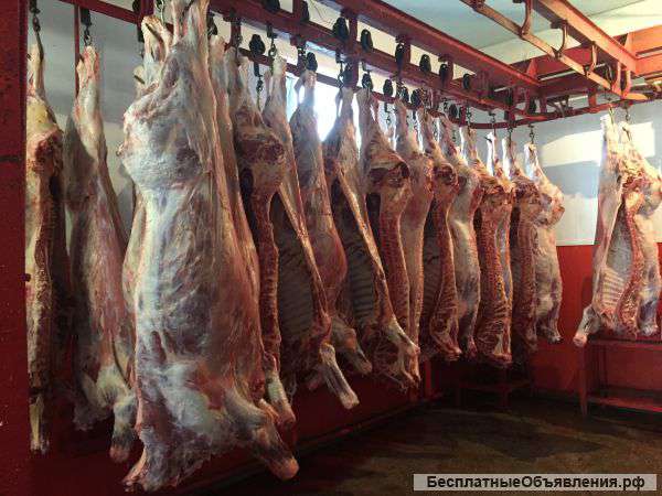 Мясо говядины оптом прямо от производителя с отличной ценой…