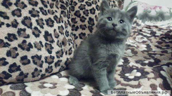 Котят