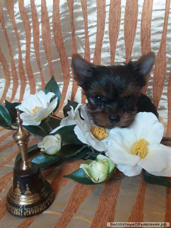 Супер Мини щенки Йоркширского терьера