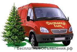 Елки к Новому году с доставкой на дом
