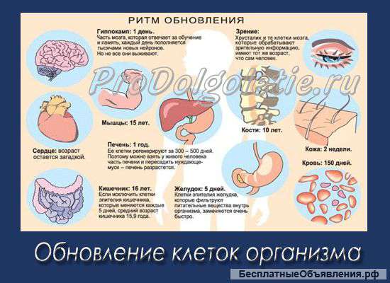 Предложение проекта производства "КВЕРЦЕТИНА"