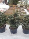 Ель голубая Picea Pungens Glauca