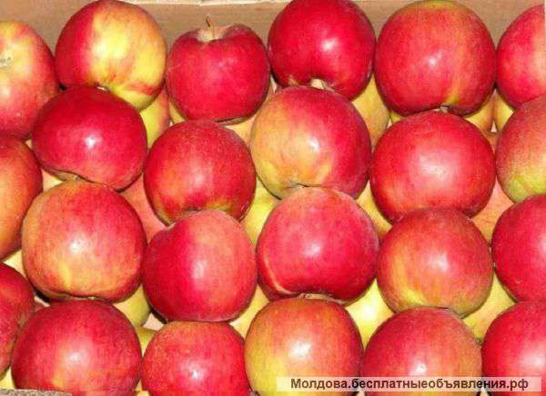 Яблоки на экспорт. Отличное качество.