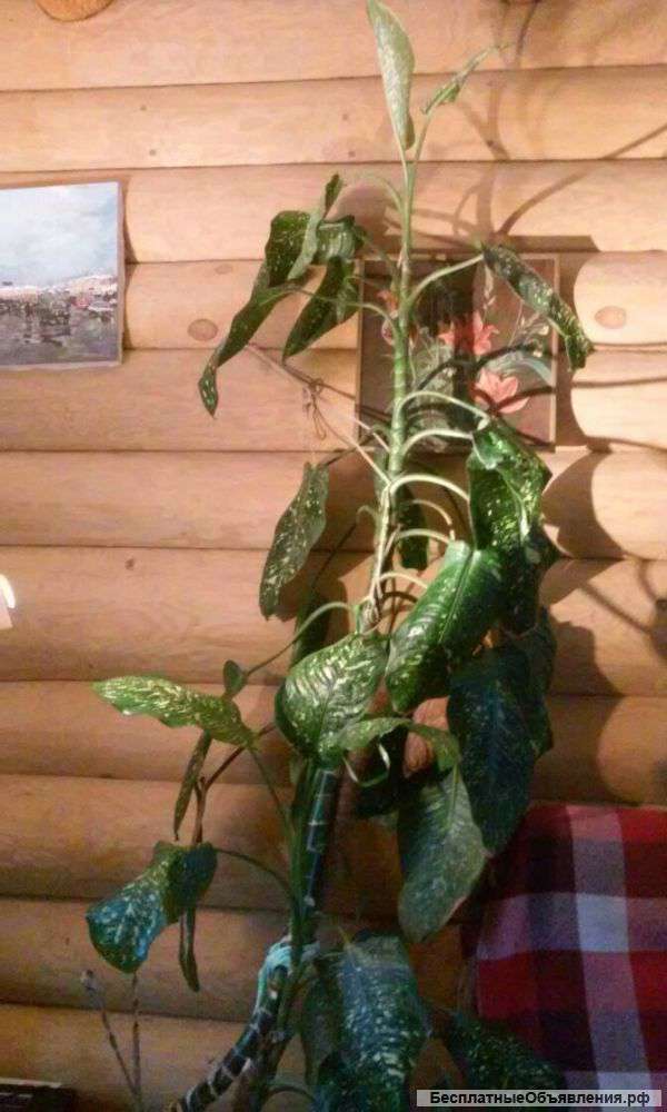 Диффенбахия