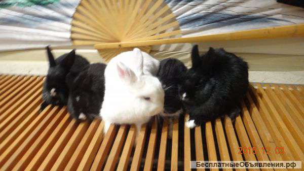 Декоративные карликовые крольчата черные и белые