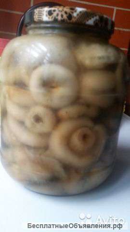 Груздь - Царь грибов