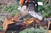 Вырубка деревьев в Московской области