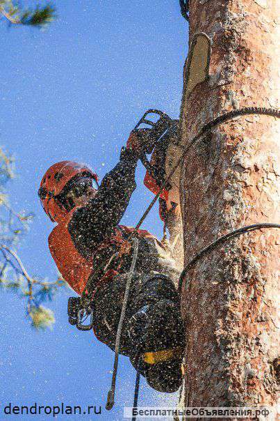 Удаление и кронирование деревьев в Пушкино