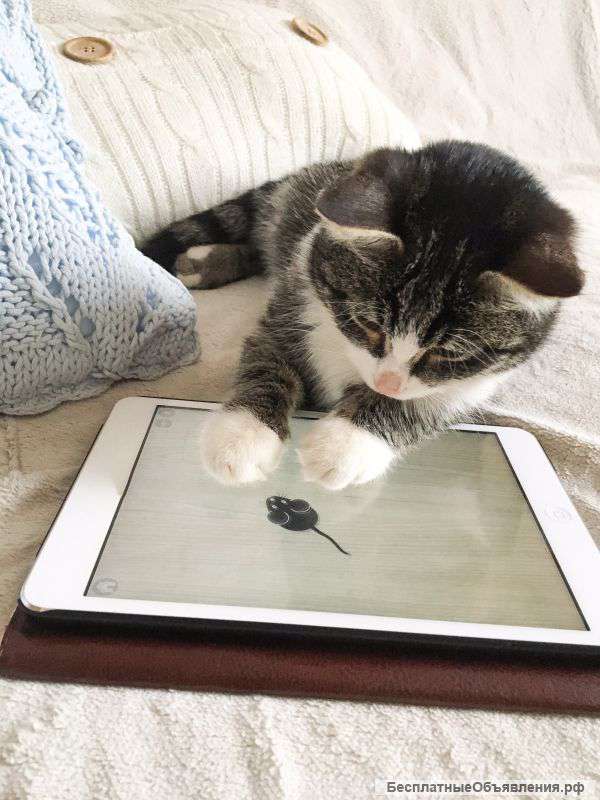 Котенок 4,5 мес