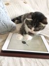 Котенок 4,5 мес