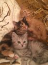 2х месячные котята