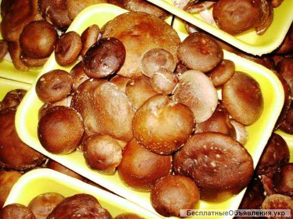 Свежие грибы Шиитаке