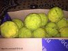 Маклюра плоды (адамово яблоко), готовая настойка