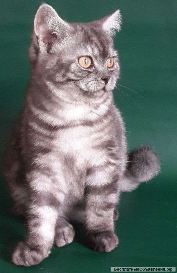Британская кошечка окраса черный дым