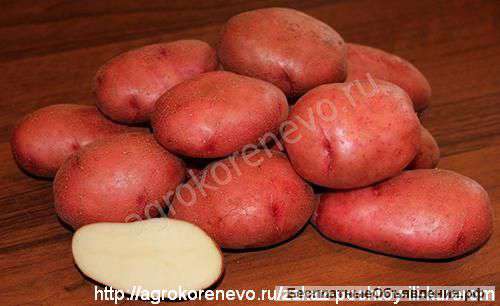 Магазин семенного картофеля. Оптовые и розничные поставки семя картофеля.
