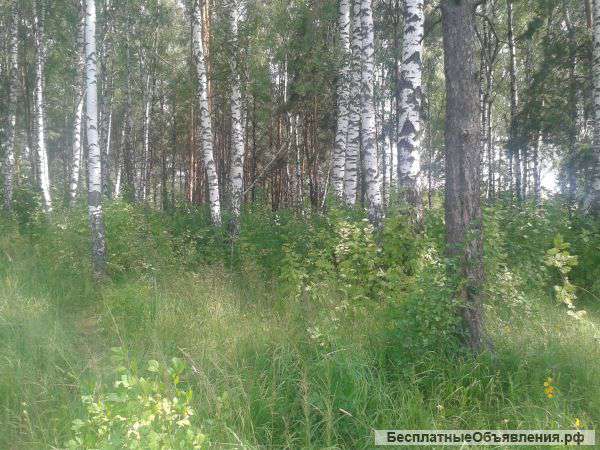 Участок в Цюрупе 15 соток с березами