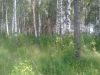 Участок в Цюрупе 15 соток с березами
