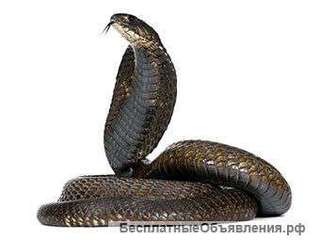 Отключить сигнализацию cobra connex