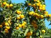 Мандарины Грузия Абхазия оптом
