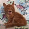 Котенок мейн кун красный солид. Шоу класс.