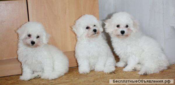Щенок Бишона Фризе