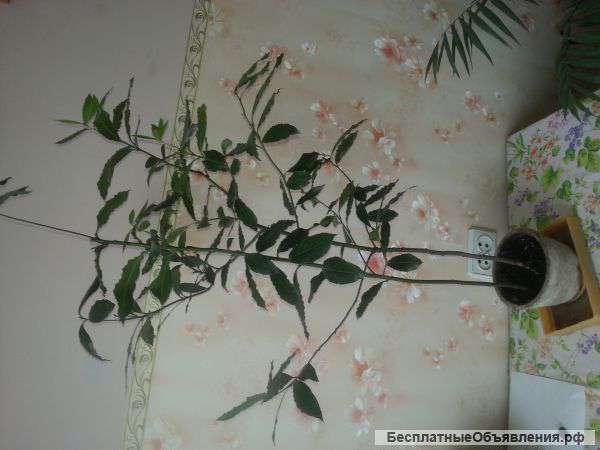 Дом.растения