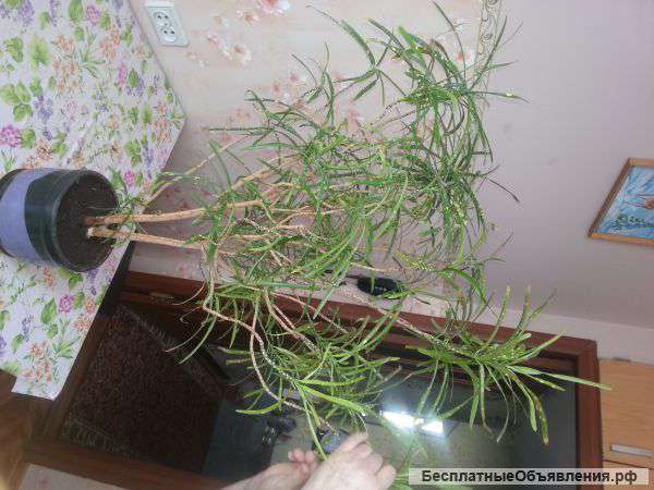 Кротон продается