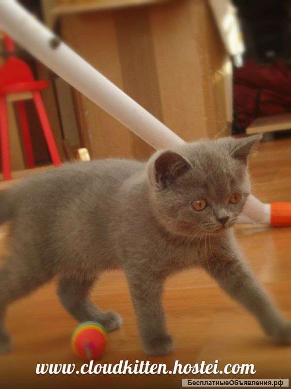 Котята породы Британская короткошерстная