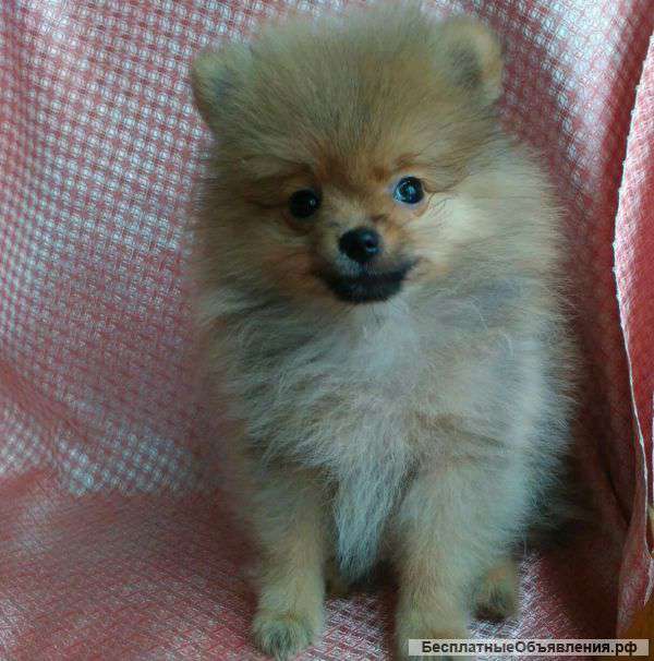 Померанский шпиц