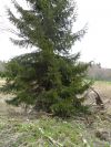 Участок 7 соток ИЖС.Собственник. 8 км от Питера