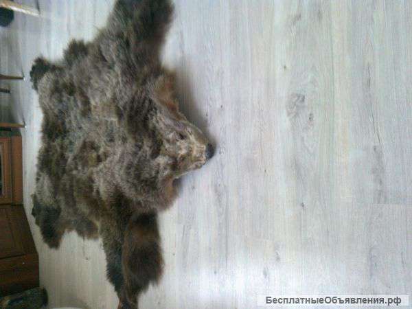 Шкура бурого медведя