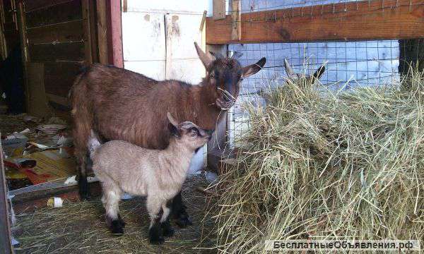 Козленок камерунский карликовый