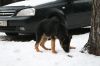 Красивые кобели 3.5 мес