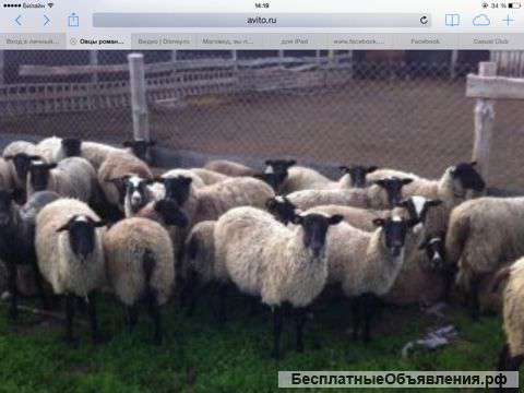 Овцы на продажу