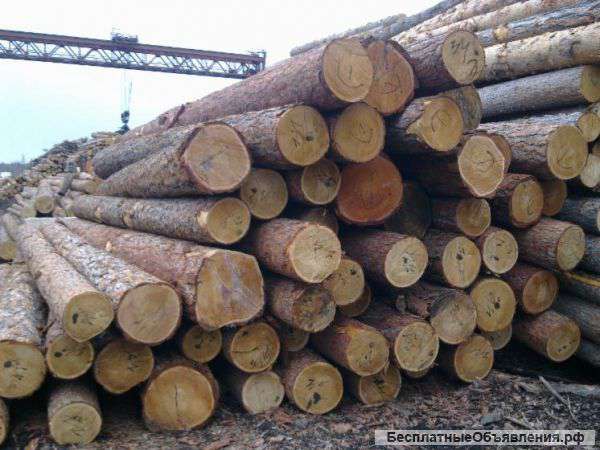 Круглый-лес-лиственница