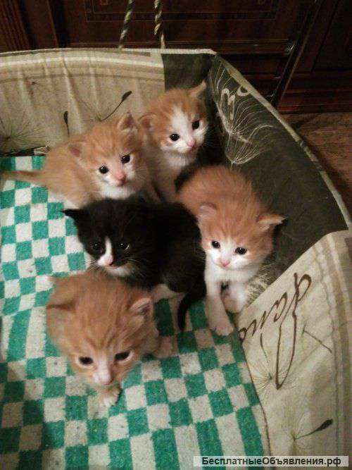 Котятам нужны хозяева
