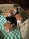Котятам нужны хозяева