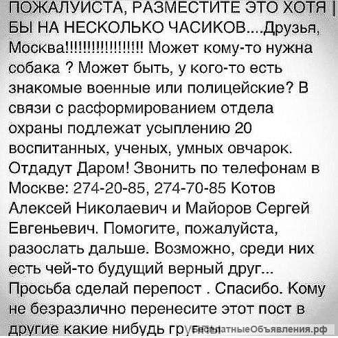 Немецкие овчарки даром