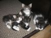 Домашние котята 1,5 мес