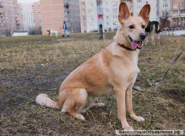 Сэнди