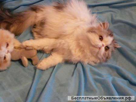 Кошка девочка