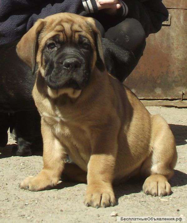 Щекни кане корсо редких окрасов