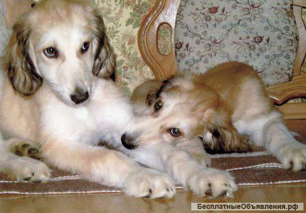 Щенок афганской аборигенной борзой