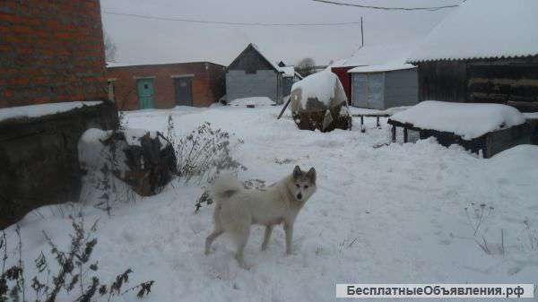 Западно сибирская лайка