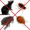 Эффективная борьба с тараканами, клопами, крысами и другими вредителями